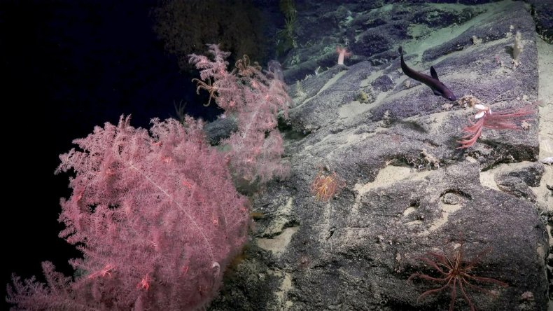 Bremer Canyon, coral gardens