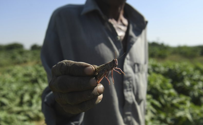 Farmer holds locust in field