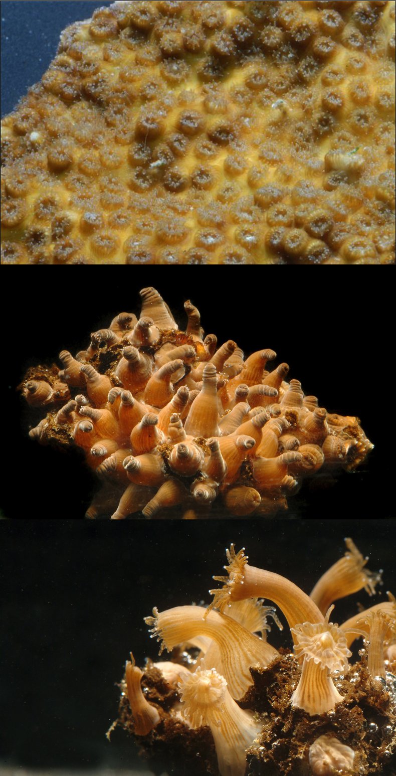 Stony coral