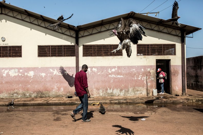 Hooded vultures wait for scraps of meat