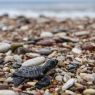 Loggerhead turtle on Greek beach