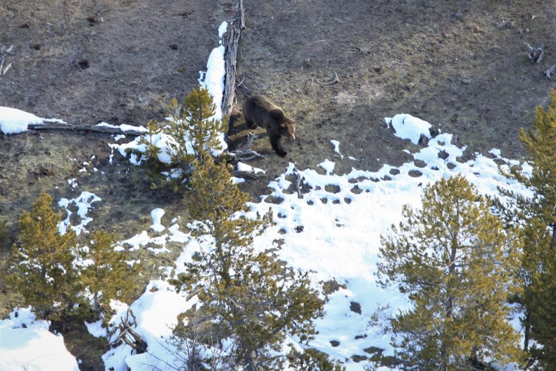 First Yellowstone grizzly of 2020