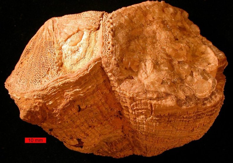 Fossil rudist bivalves (Vaccinites)