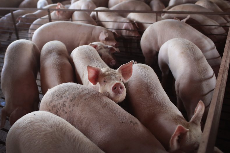 pigs, pig farm