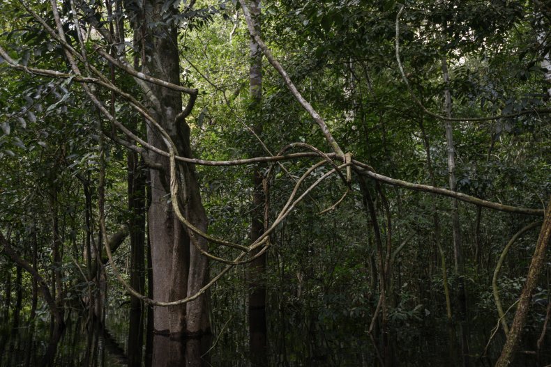 Detail of plants typical of the rainforest's flooded area