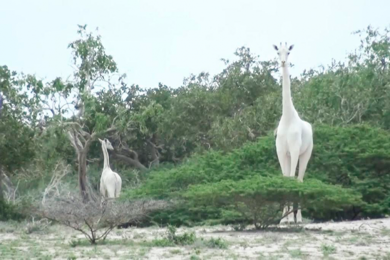 white giraffe and her calf