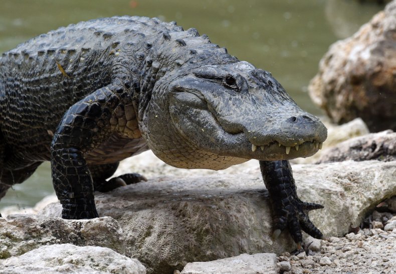 American  Alligator in Everglades Alligator Farm
