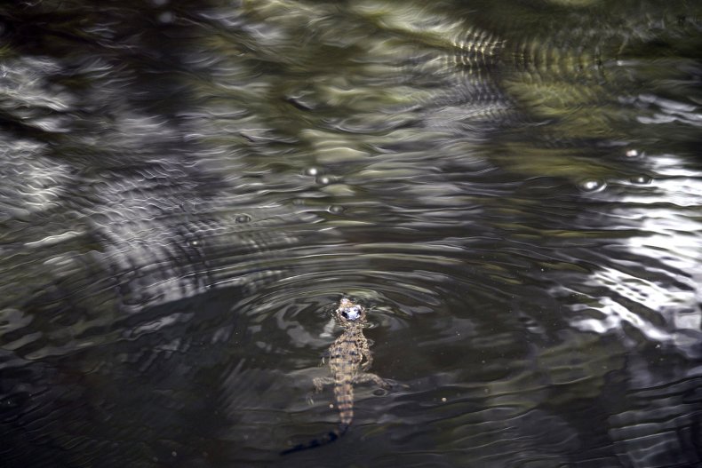 baby crocodile