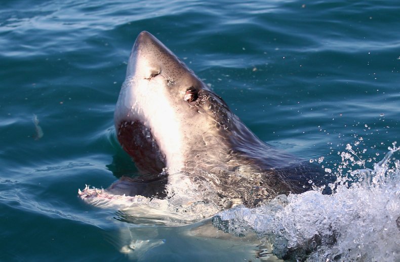 Open-mouthed great white shark