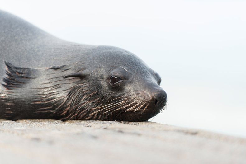 Cape fur seal