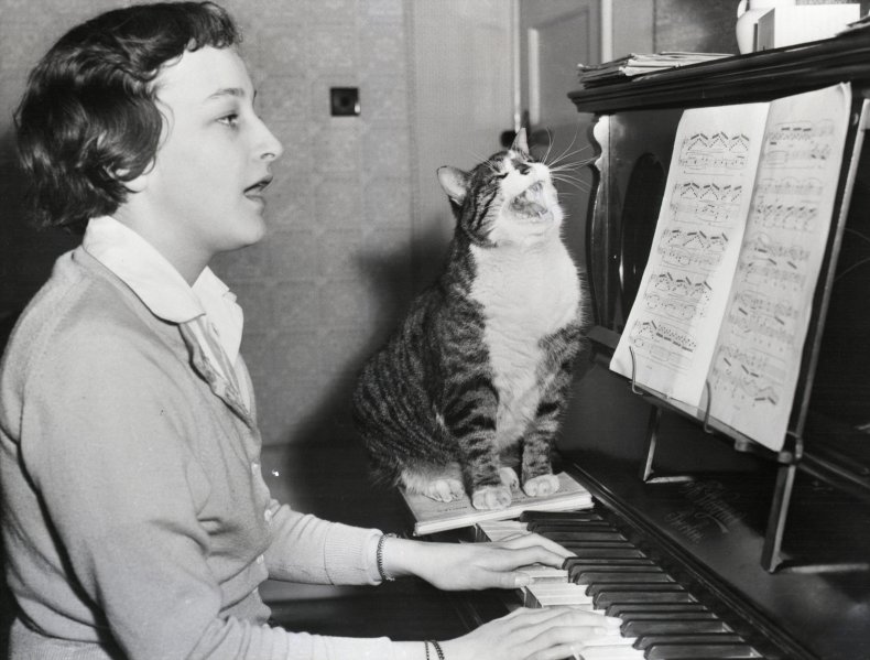 cats-coronavirus-work-from-home