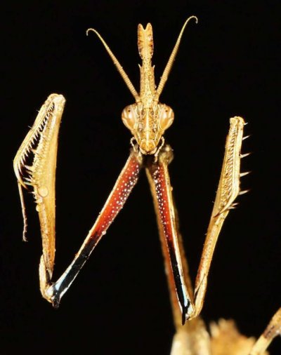 mantid mantid