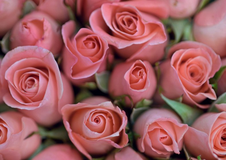 Roses