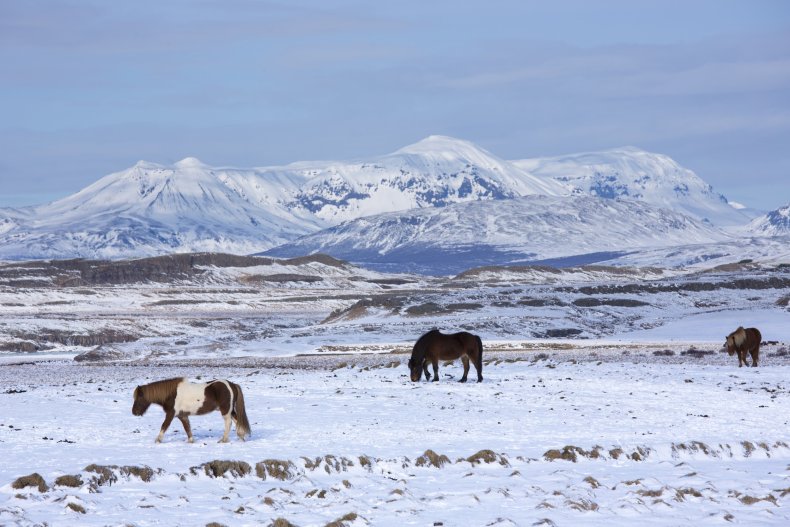 Herd of Icelandic ponies grazing in glacial landscape of South Iceland.