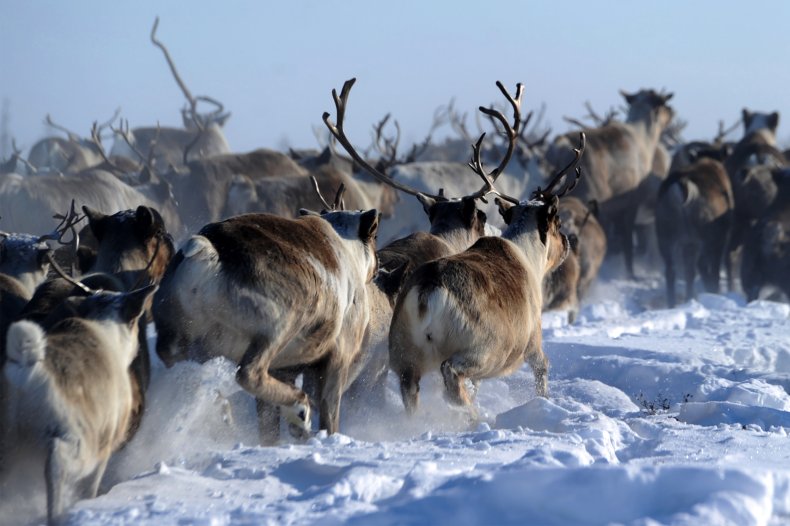 Reindeers in Yamalo-Nenets region of northern Russia