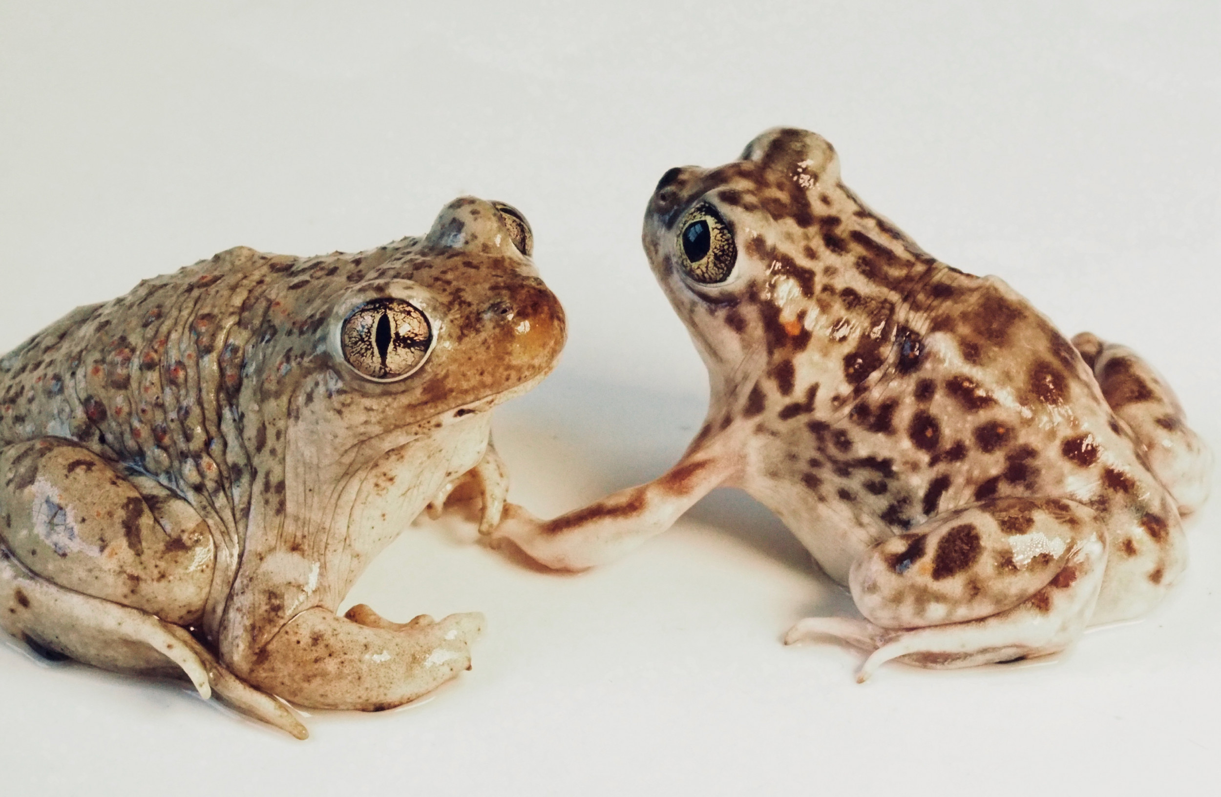 These Female Toads Have Sex With Another Species If Their Own Males Are Lacking In Quality 3509