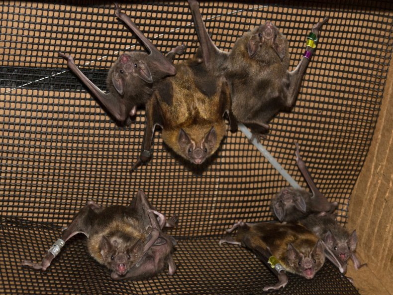 vampire bats