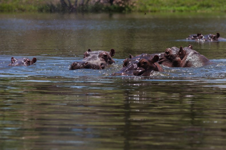 Pablo Escobar hippos