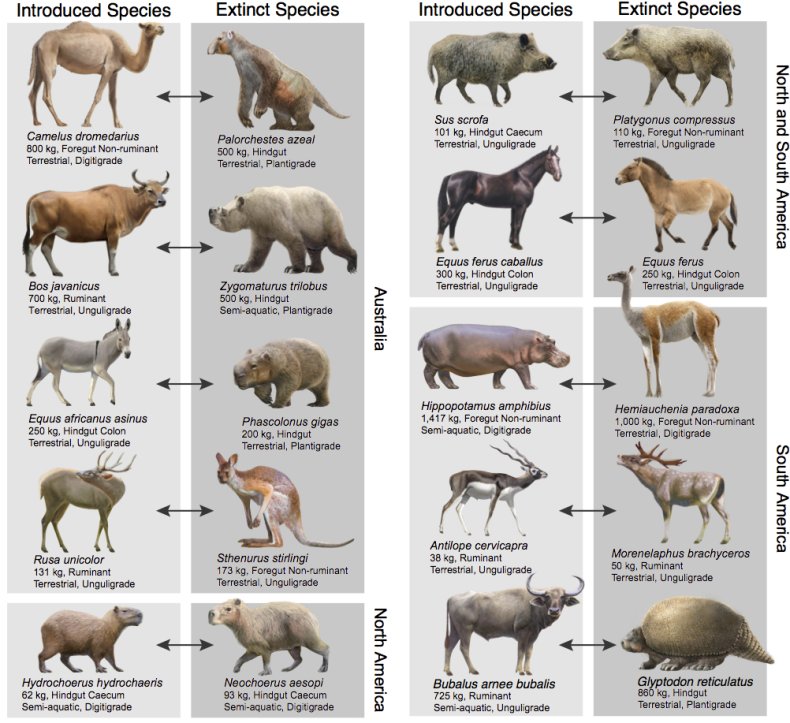 introduced herbivores, extinct species