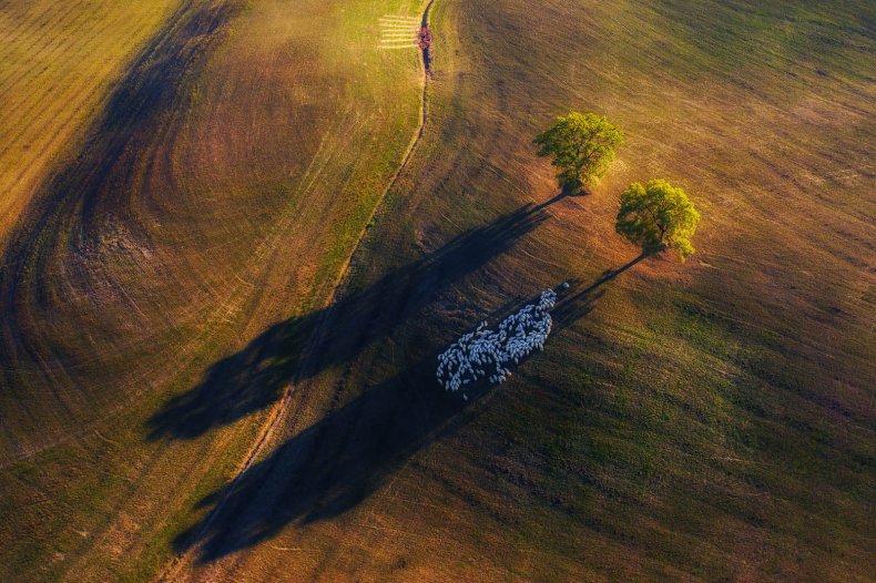Shadow game