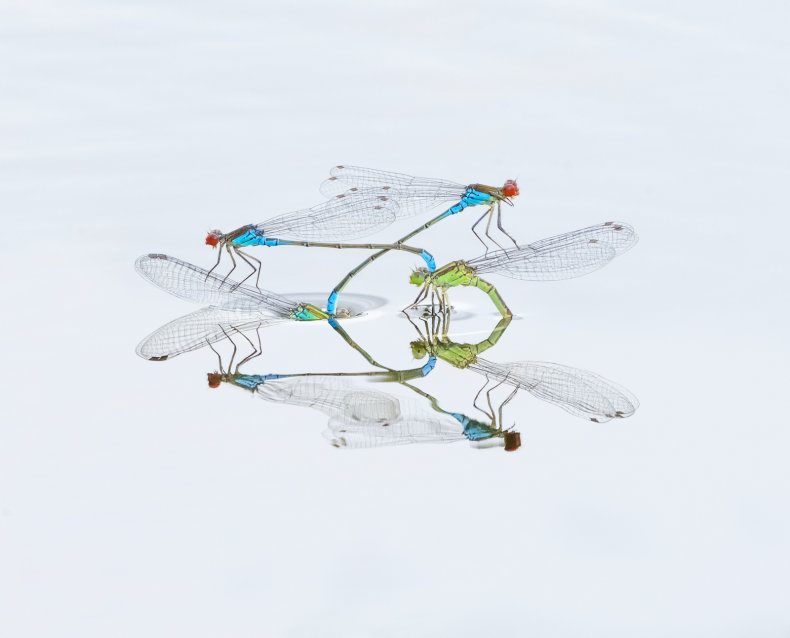 Mating red-eyed damselflies