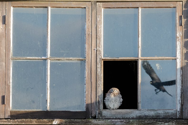 Startled Owl