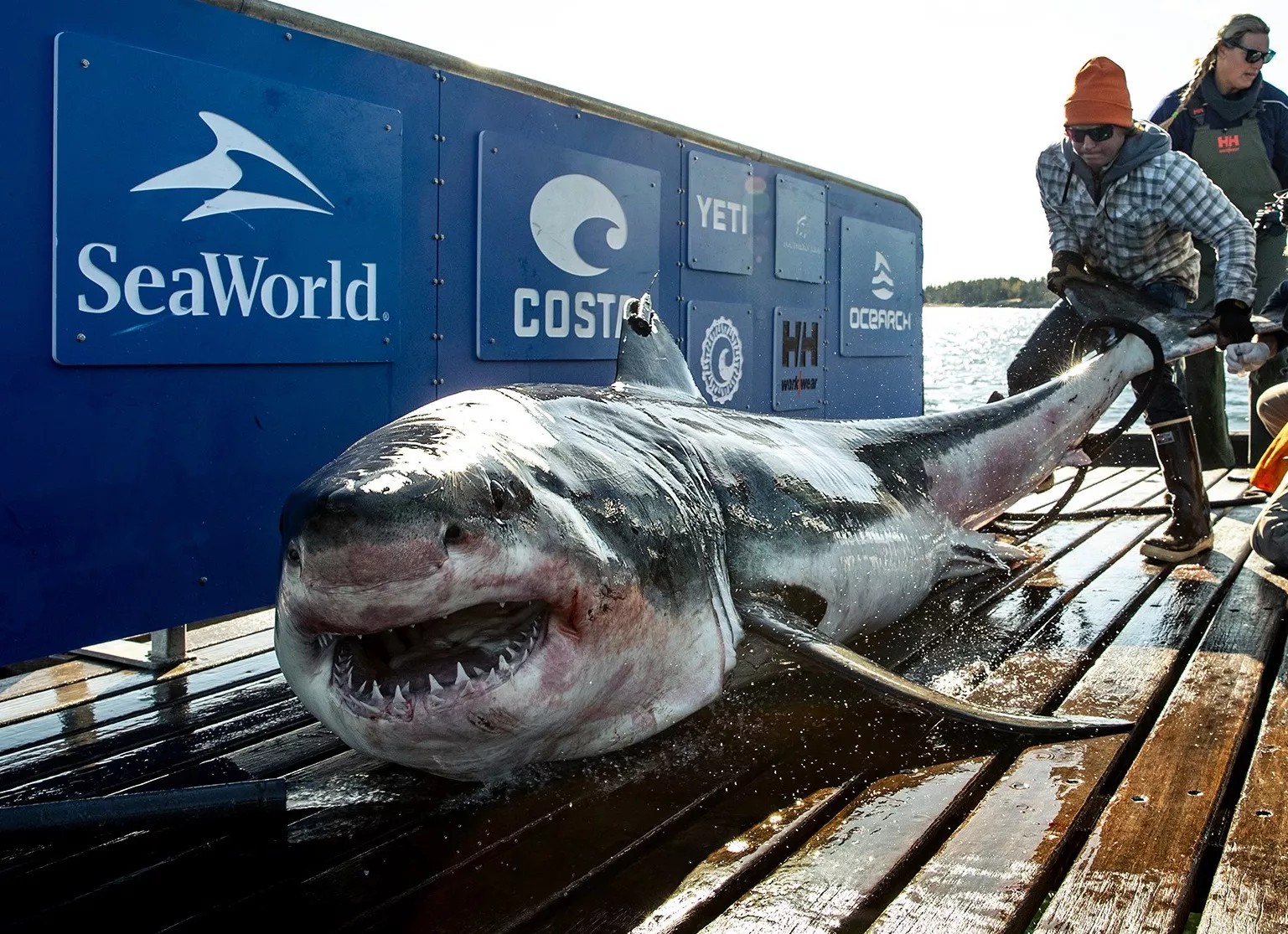 Great White Shark 'Ironbound' Is Heading To The Gulf Of Mexico—The Opposite  Direction To Other Tagged Predators