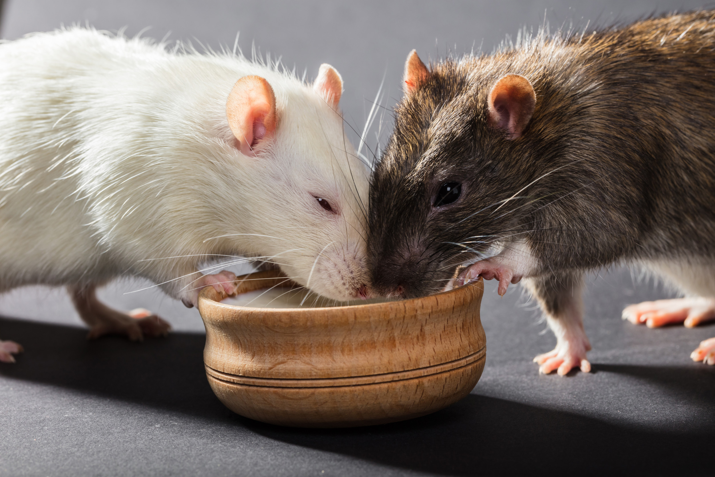 Rats Sniff Out Hunger and Share Food With Each Other Based On Need, Study  Finds