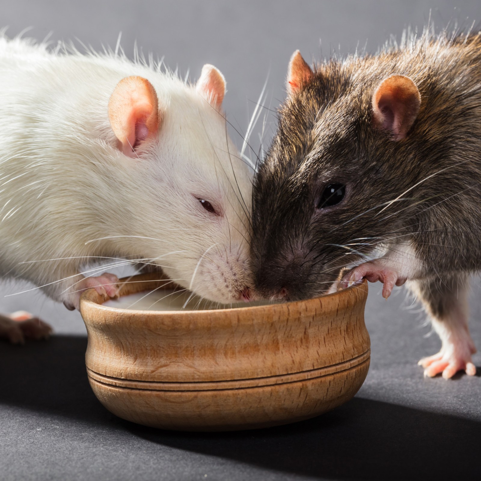 Rats Eating Meat