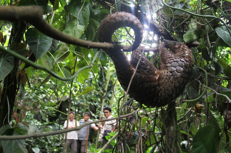 Pangolin hanging on tree