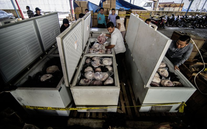 Indonesian police display 657 pangolins