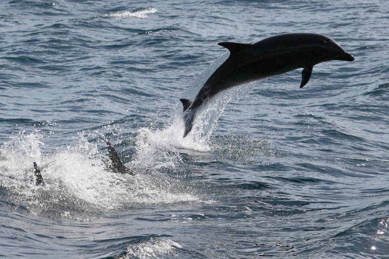 Bottlenose dolphin leaps out ocean