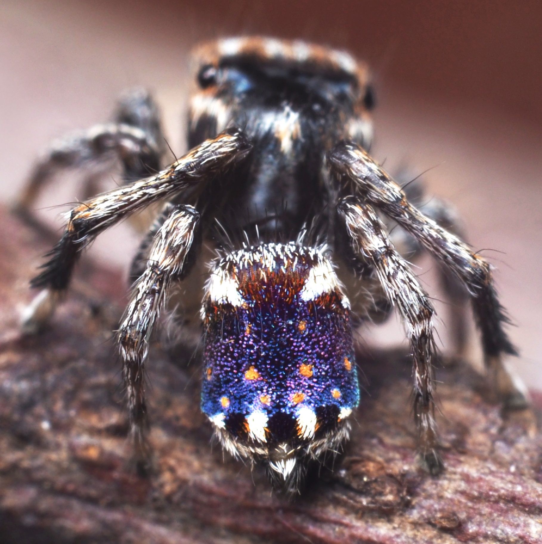 The Austrialian peacock spider goes viral, Magazine Articles