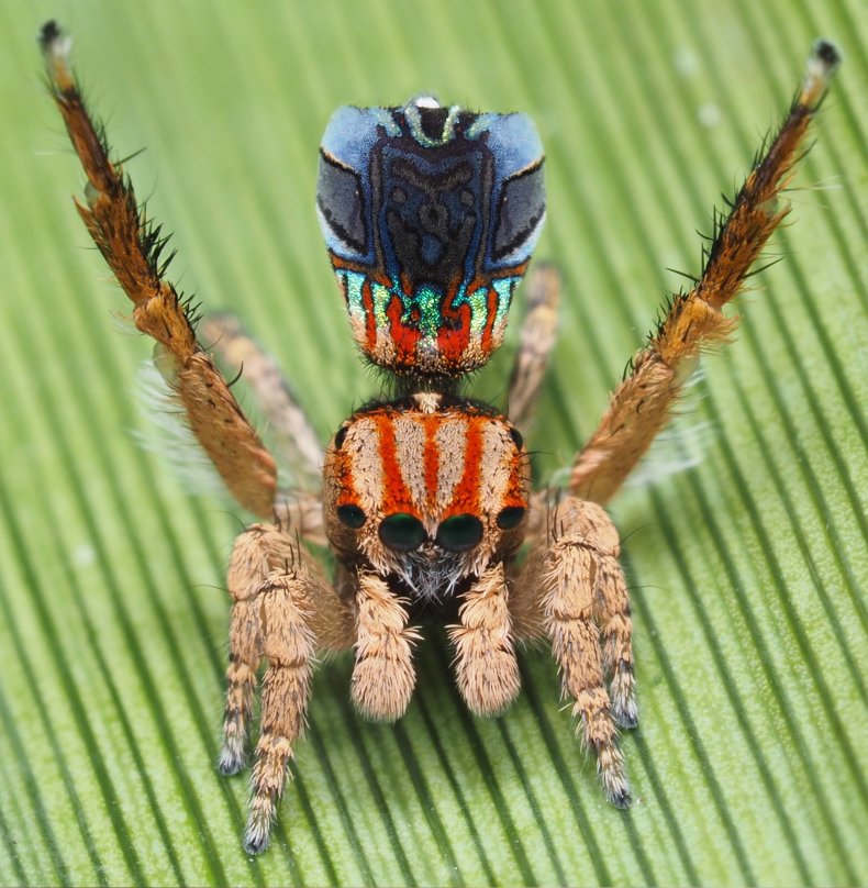 Maratus inaquosus Maratus inaquosus