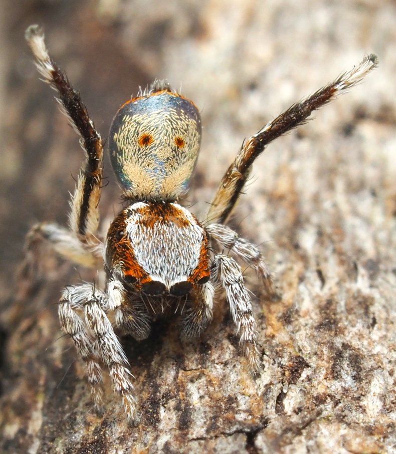 Maratus inaquosus Maratus inaquosus