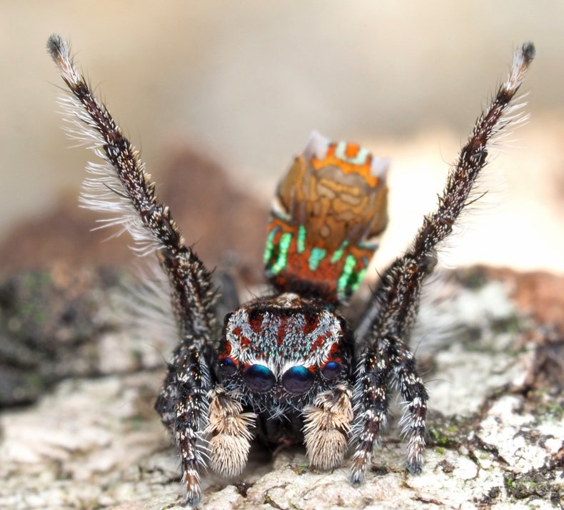 Maratus noggerup Maratus noggerup