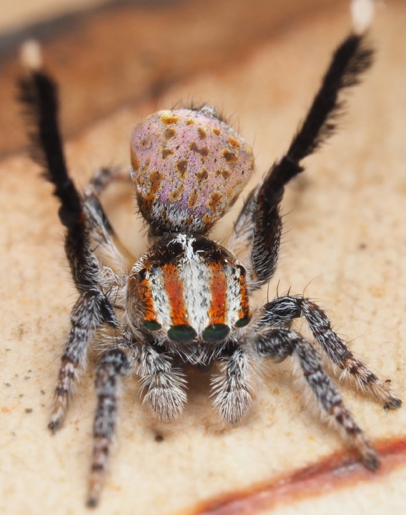 Maratus suae Maratus suae