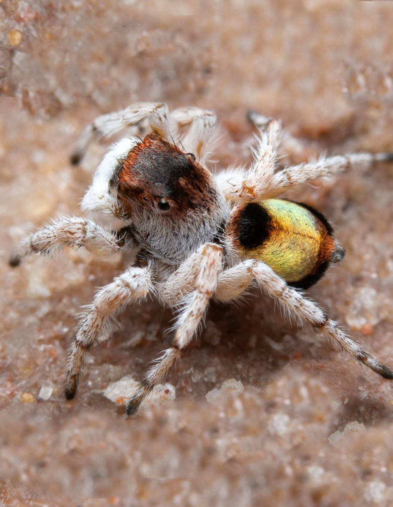 Maratus volpei Maratus volpei
