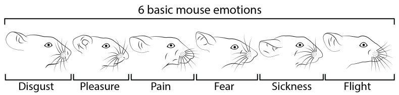 Facial expressions in mice