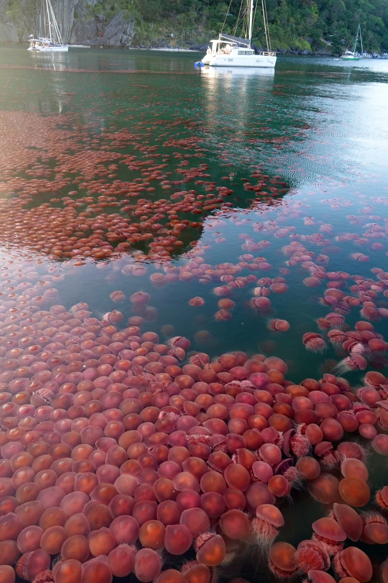 Pink jellyfish bloom