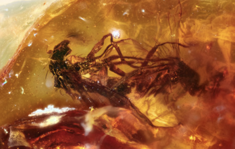 Mating flies trapped in amber