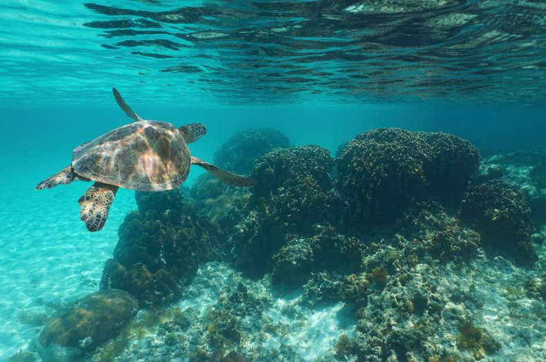 iStock Ocean