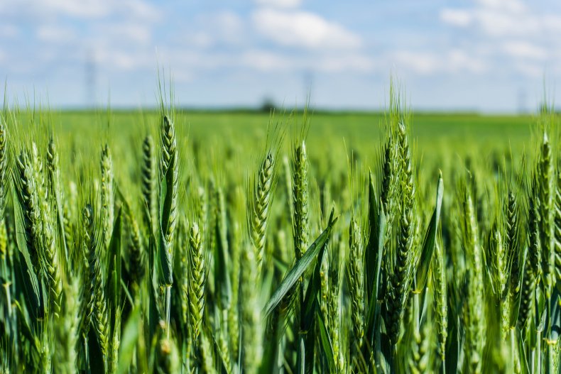 iStock crop