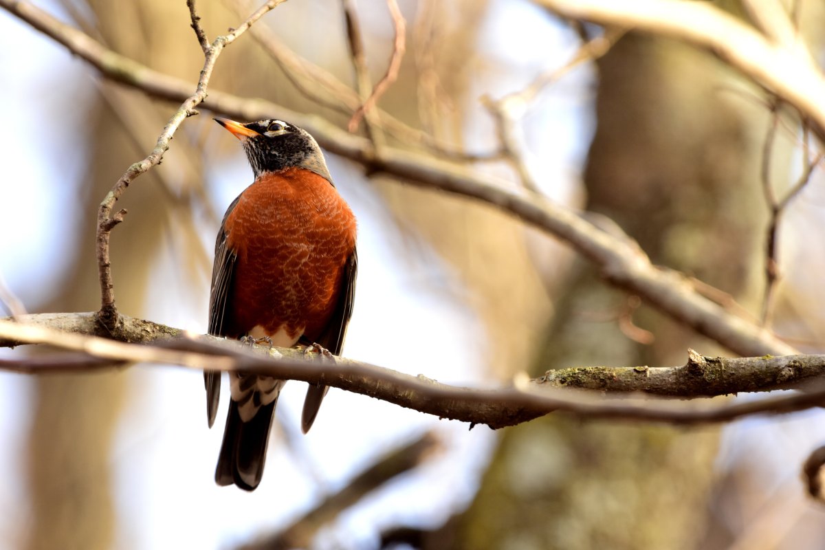 An American robin perched on a thin branch