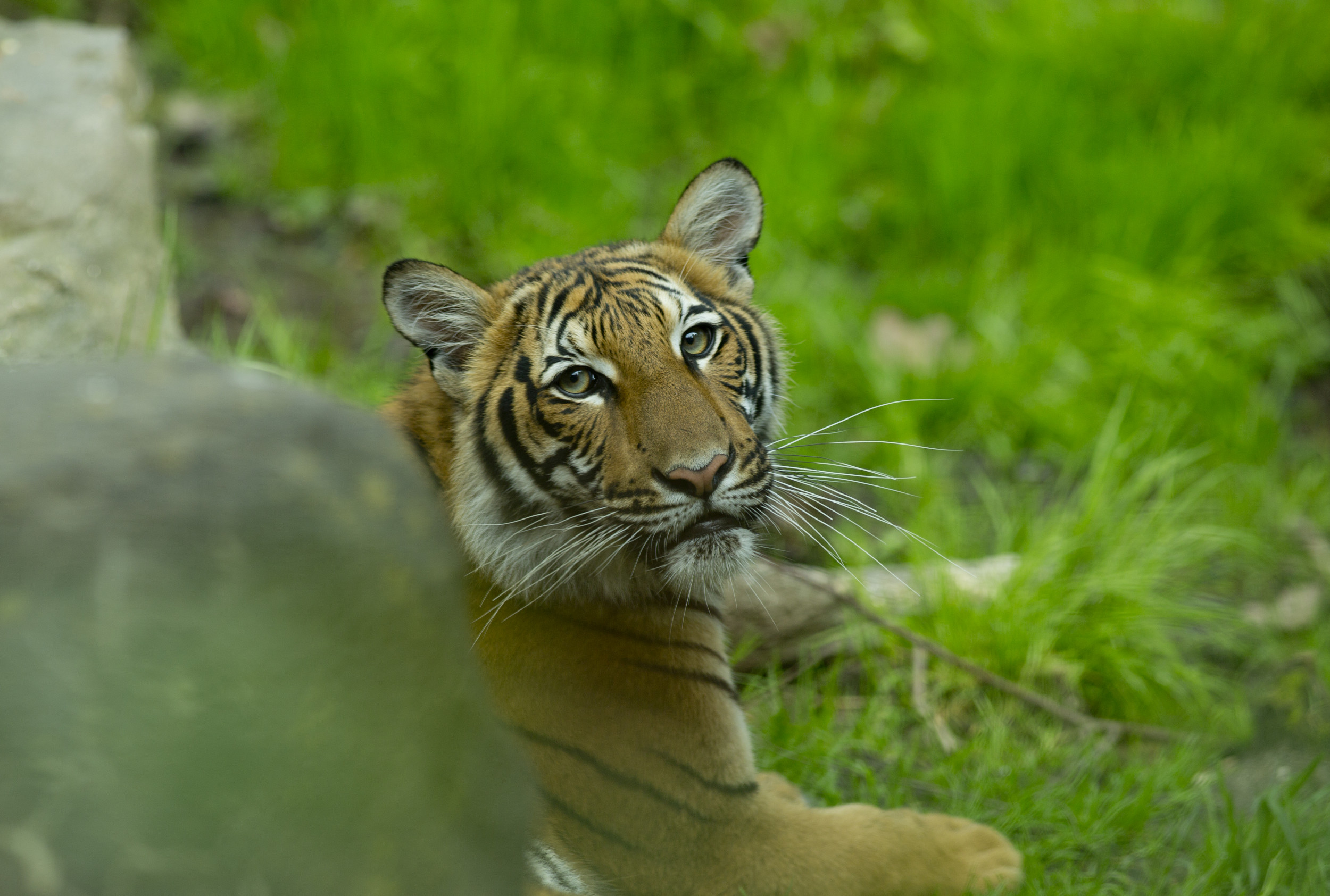 Malaysian Tiger Cub