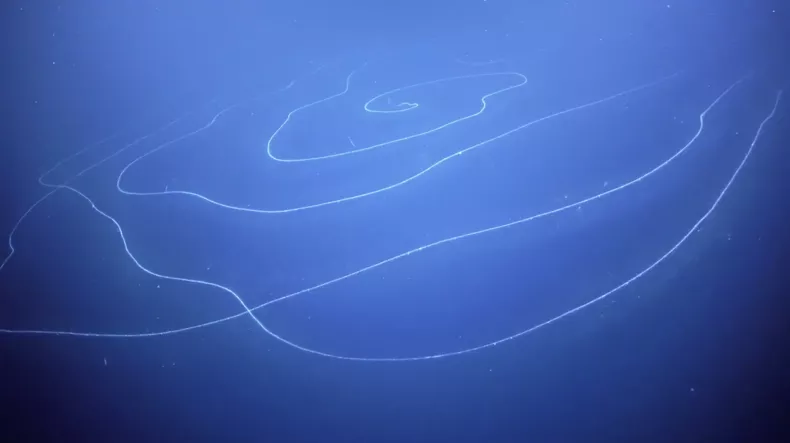 https://www.newsweek.com/otherworldly-150-foot-long-string-like-organism-deep-sea-millions-interconnected-clones-1496512