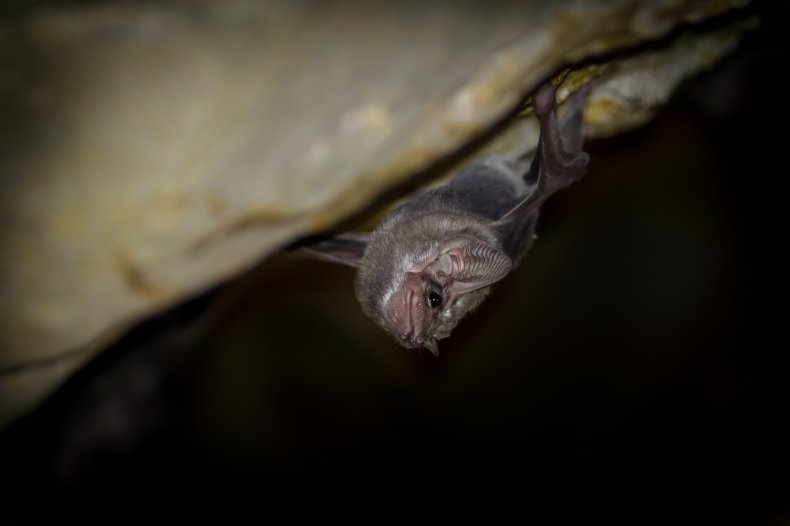  long-winged tomb bat