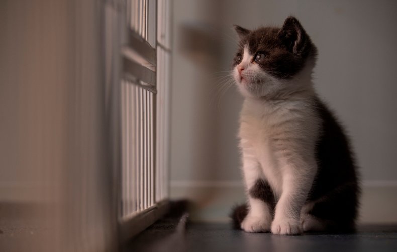 kitten-good-news