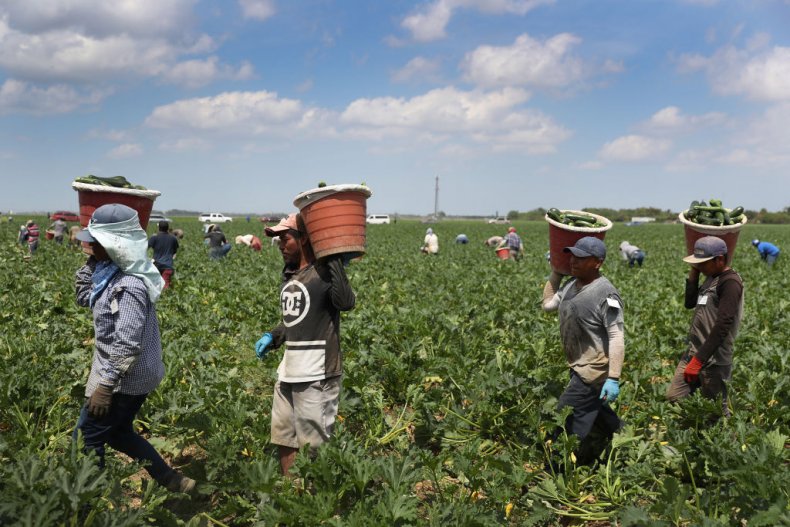 Florida Farmers Harvest Zucchini Amid Pandemic