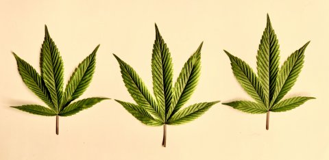 CUL_CBD_Banner